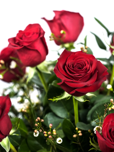 Premium Red Roses