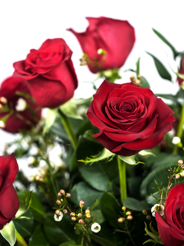 Premium Red Roses – Magical Floral and Gifts by Florida Fresh Floral, LLC.